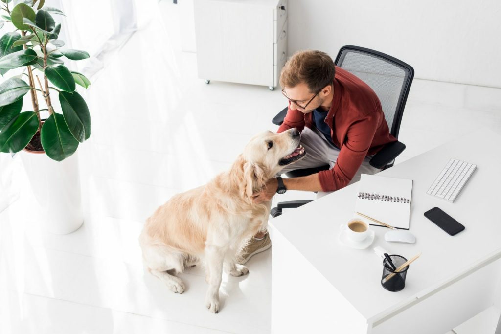 Animals in the office - is it a good idea?